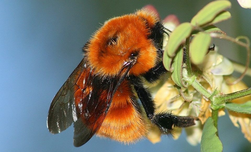 La ciudadanía podrá ayudar a clasificar especies en peligro de extinción