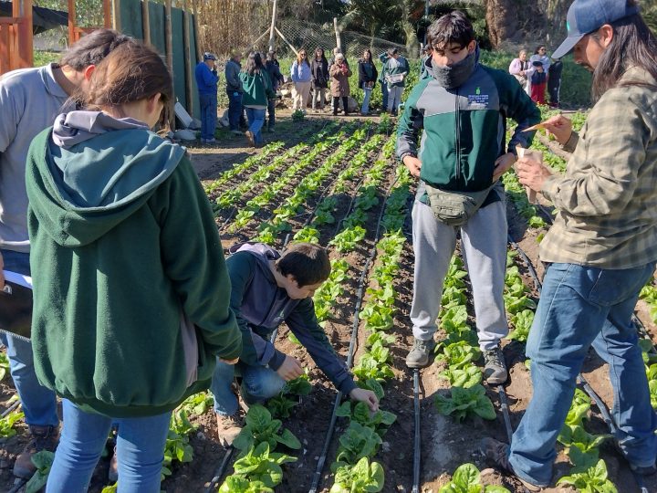 Estudiantes de La Serena crearon “biofábrica” de insectos para combatir plagas