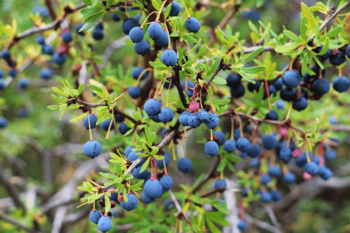 UdeC patenta innovadora bebida de calafate con propiedades antioxidantes