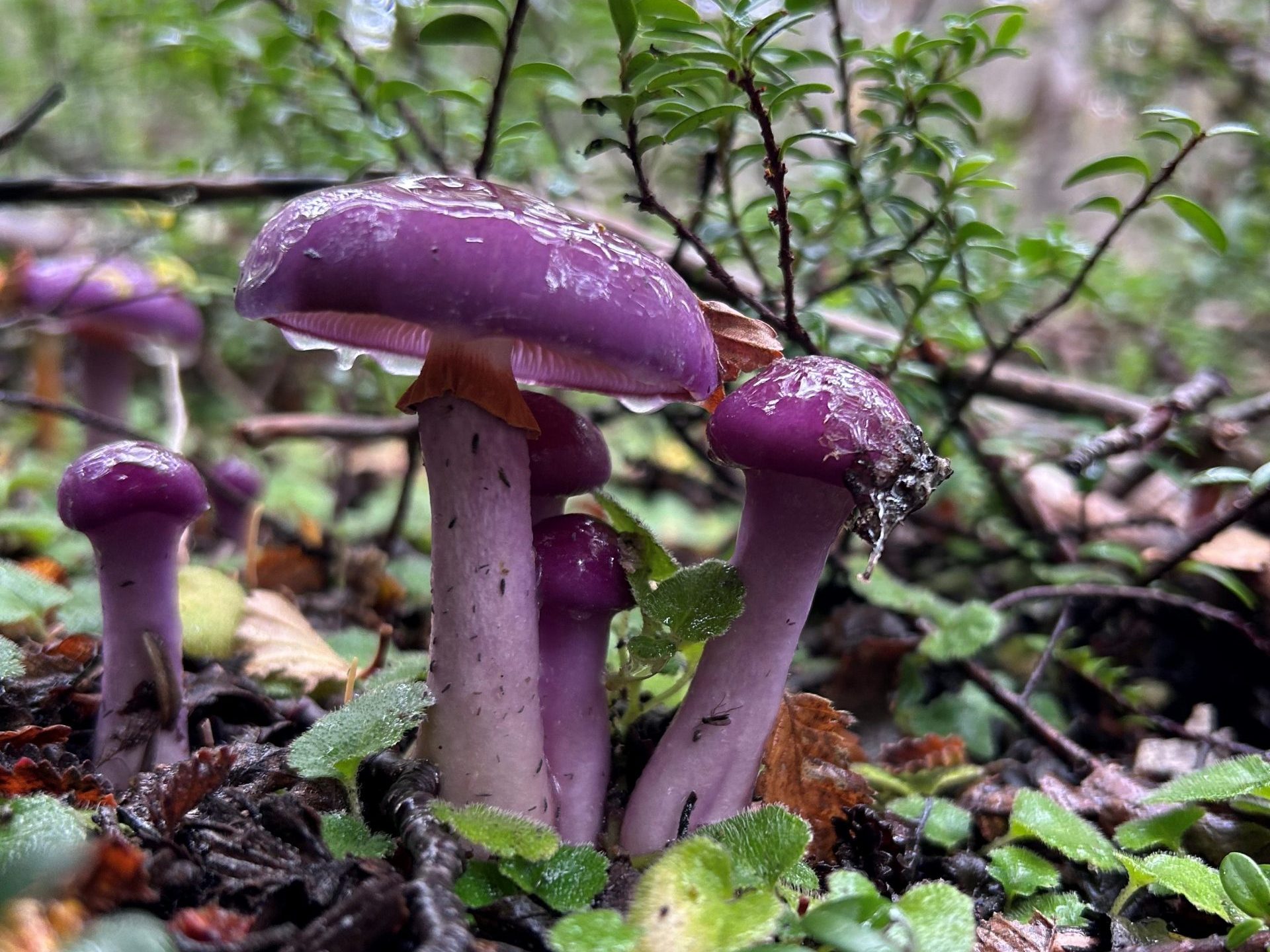 El sorprendente reino Fungi en Magallanes: Más de 500 especies han sido descubiertas