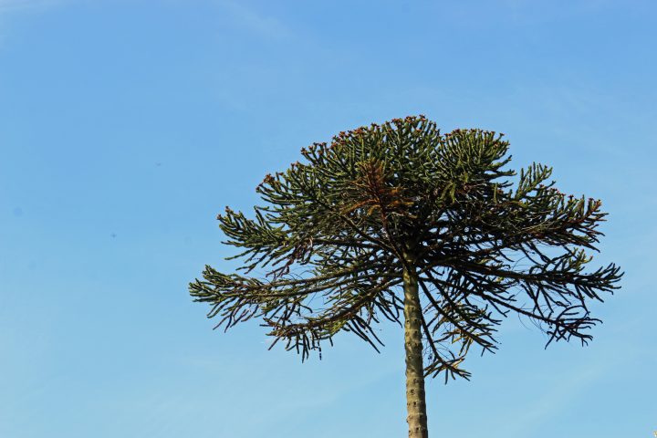 Descubren por primera vez nuevas poblaciones de araucarias y alerces en Los Ríos