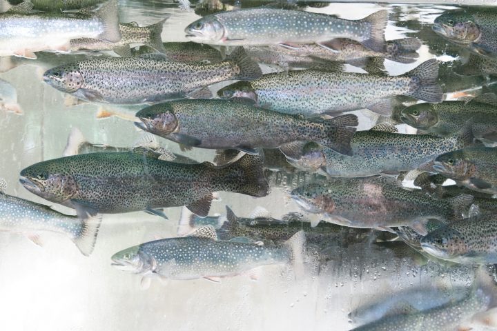 Aditivo a base de maqui y patagua controla enfermedad que afecta a salmones