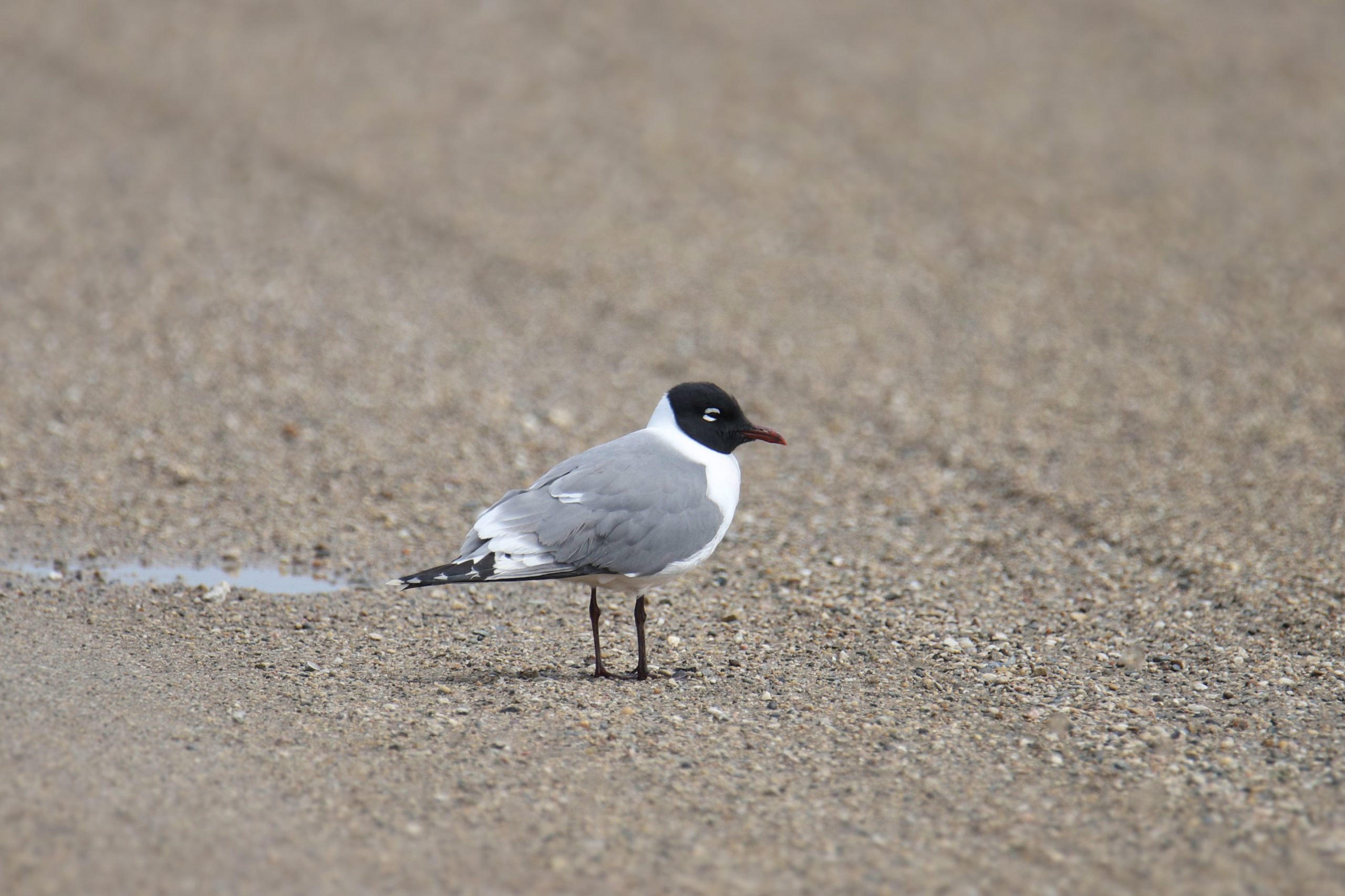 Gaviota de Franklin: El ave que llega a las costas de Chile desde Norteamérica