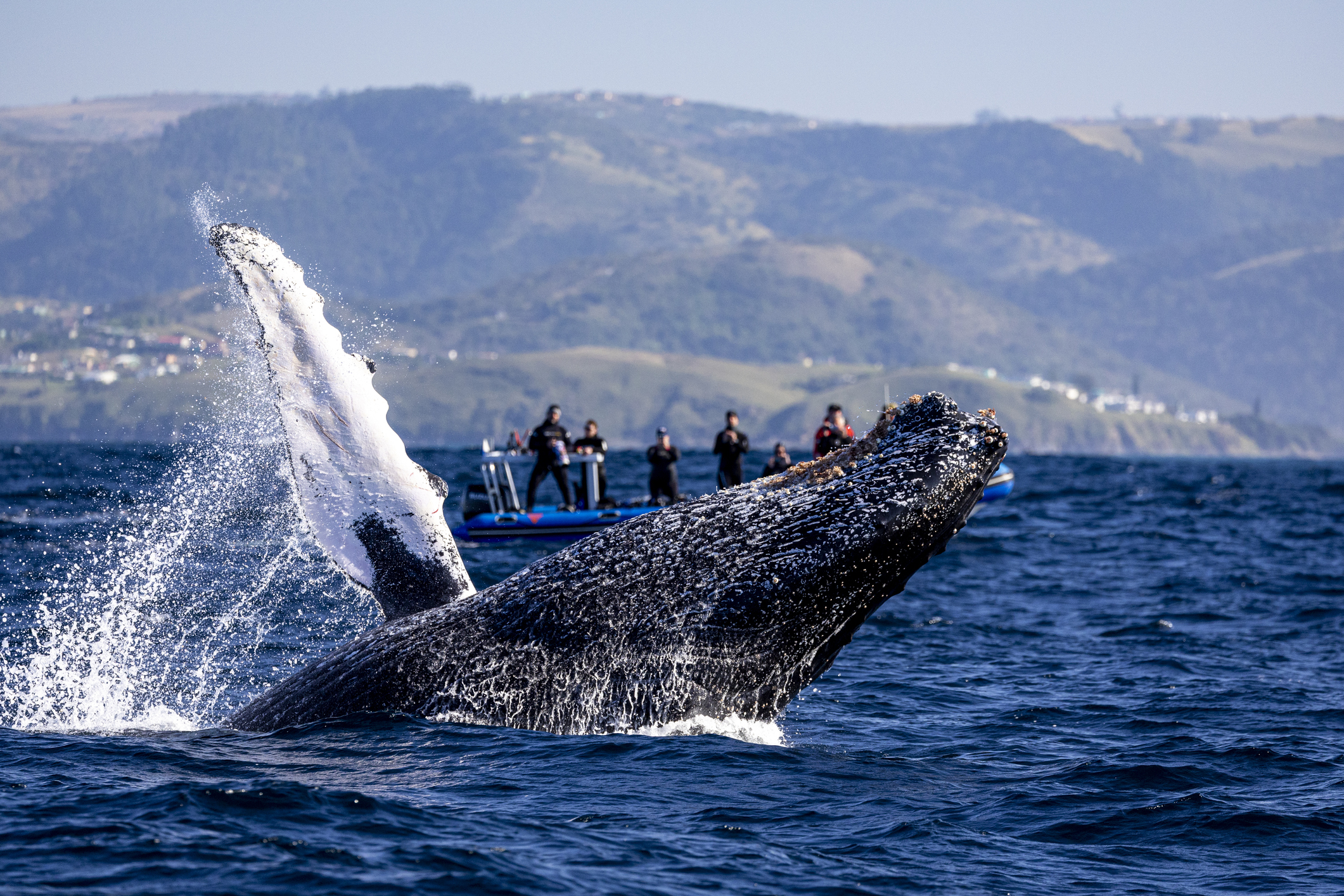 Temporada de ballenas en Chile: ¿Dónde ir a verlas?