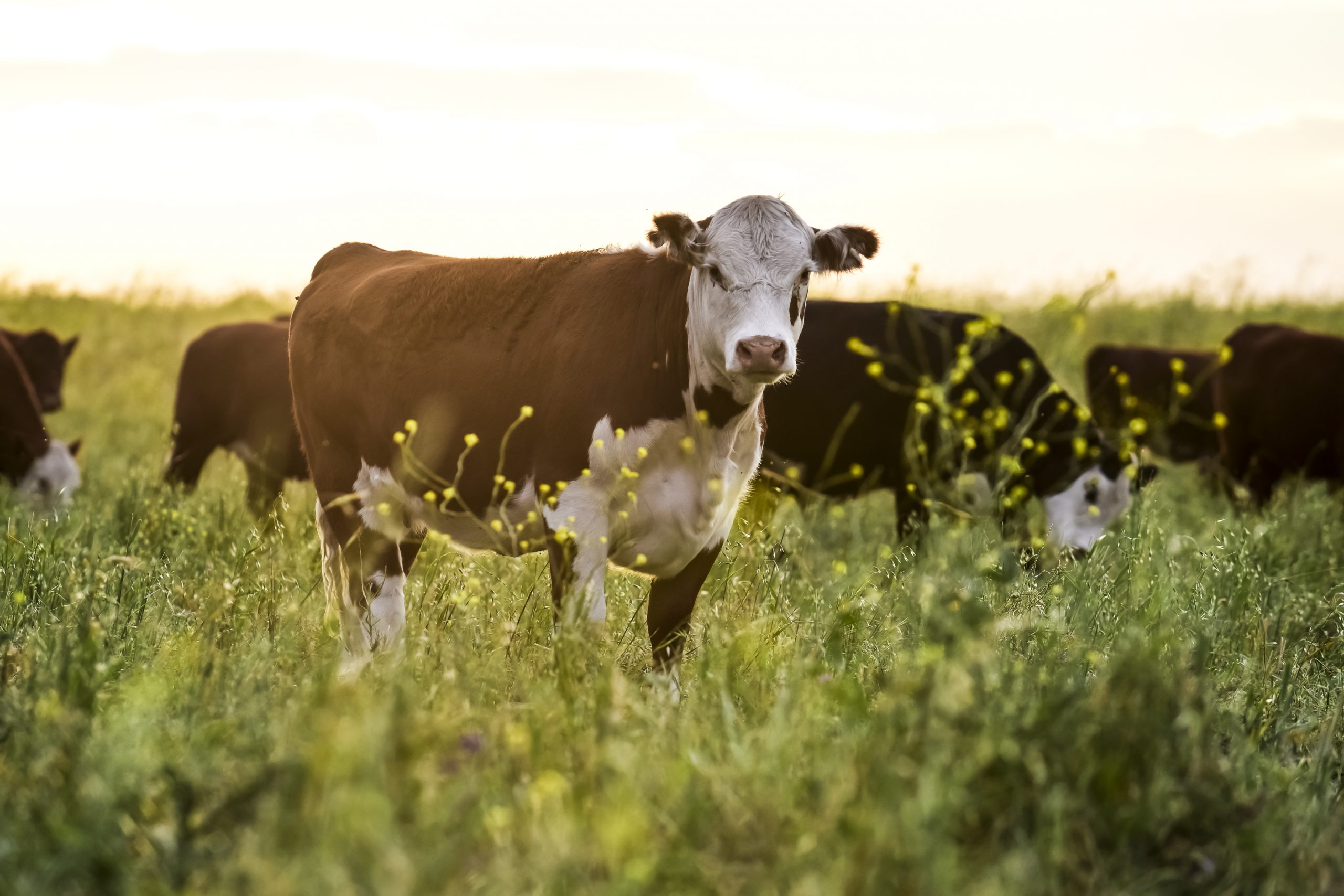 Alimentar a las vacas de pasto con algas marinas reduce sus emisiones en un 40%