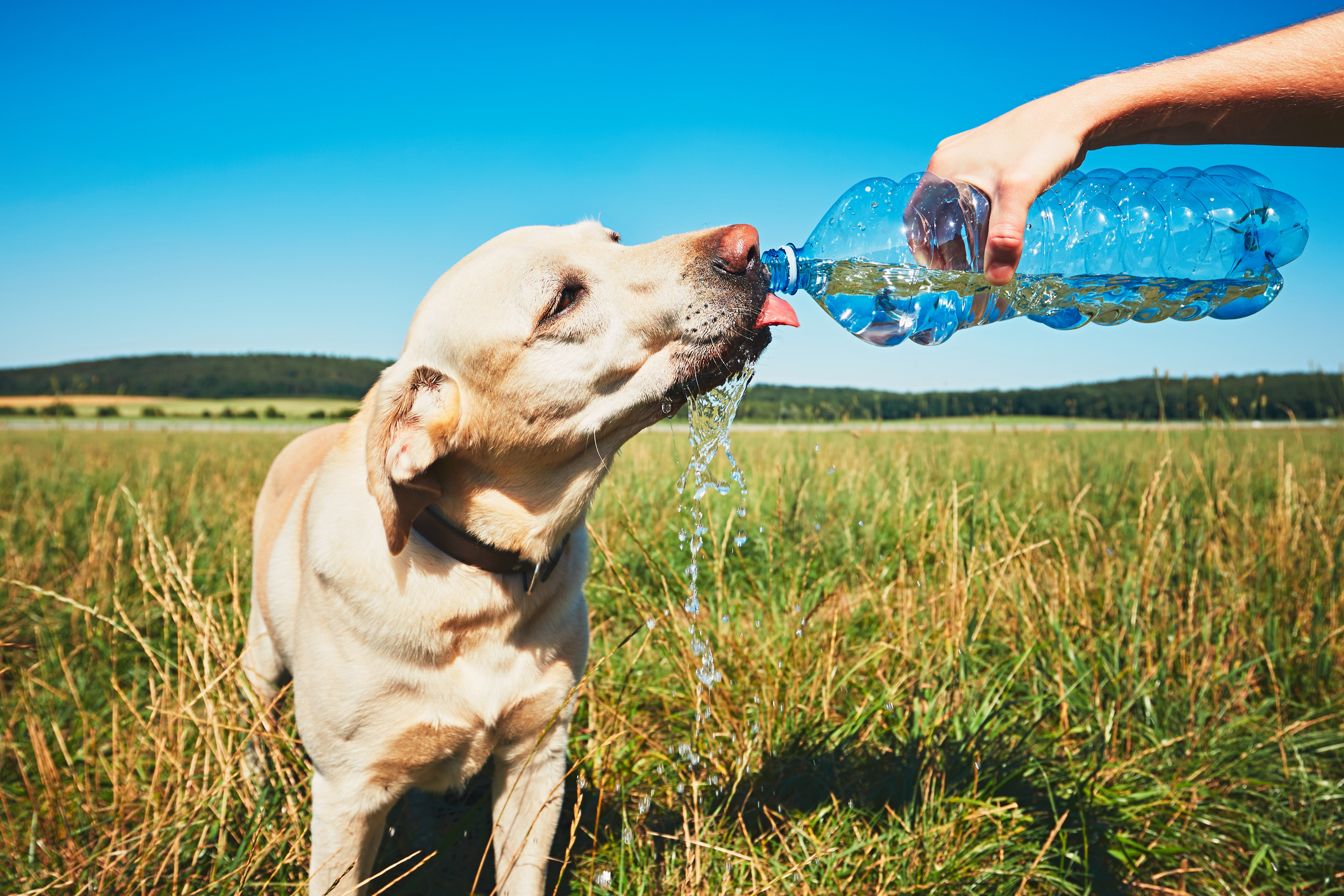 Cómo cuidar a las mascotas del verano y las altas temperaturas