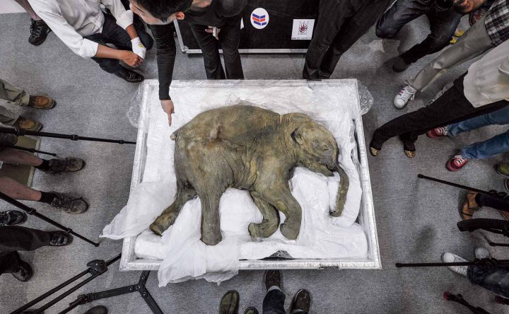 Hallan cría de mamut de 50 mil años en buen estado de conservación