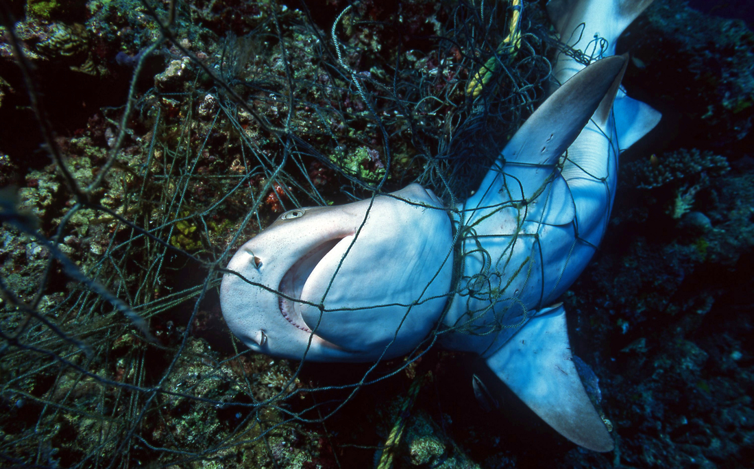 Tiburones, rayas y quimeras podrían desaparecer por la pesca descontrolada