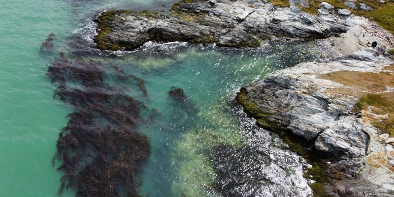 Huiro: El alga gigante de la Patagonia que se adapta al cambio climático