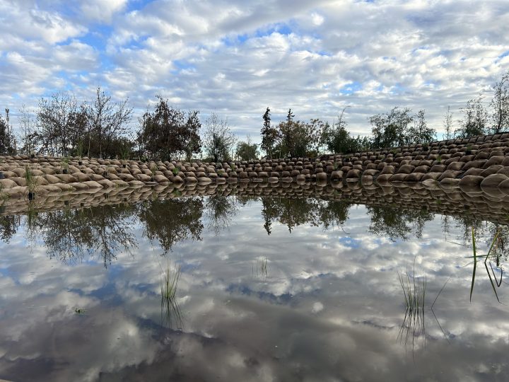 Nuevo ecosistema en el MIM: Espejo Cosmobotánico acerca la naturaleza a Santiago