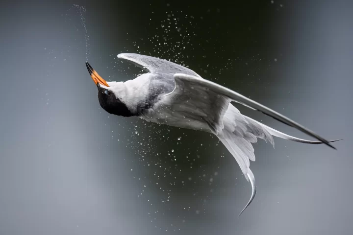 Por primera vez llega a Chile concurso de fotografía de aves que promueve su conservación