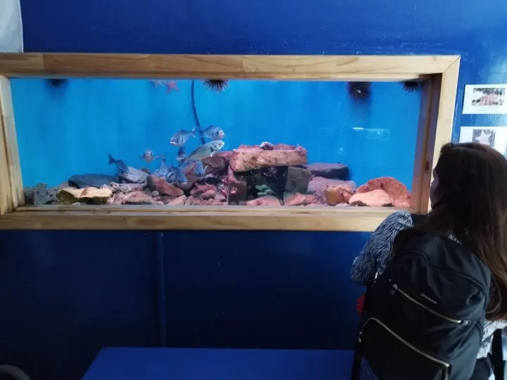 Imperdible de verano: Acuario ofrece una experiencia educativa para todas las edades