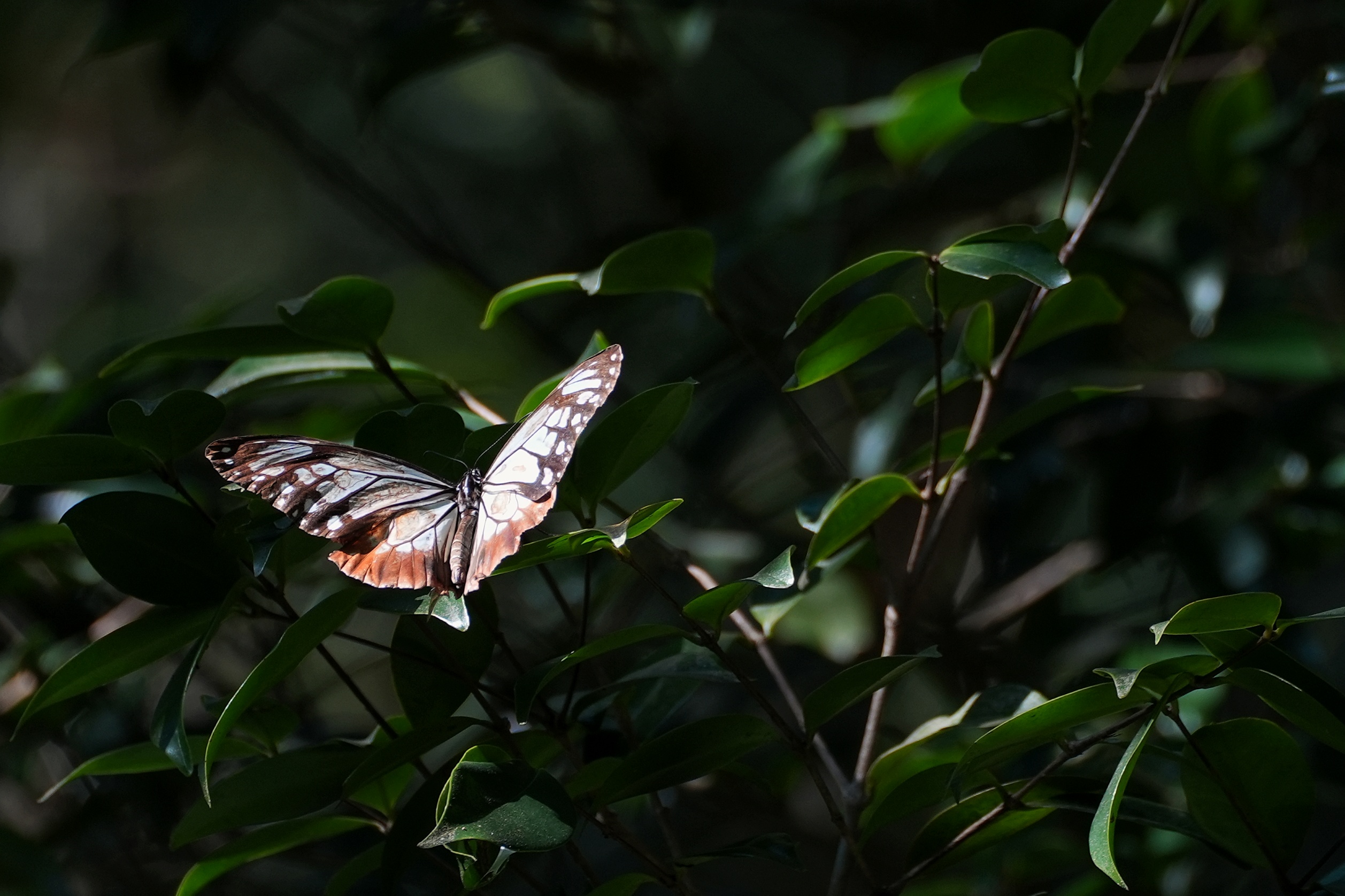 Nuevo récord: Mariposa tigre voló más de tres mil kilómetros desde Japón a Hong Kong