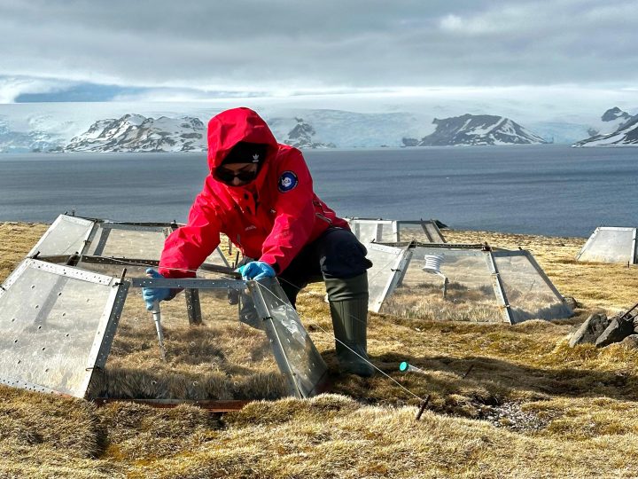 El ambicioso proyecto de una científica para catalogar nuevas bacterias de la Antártica