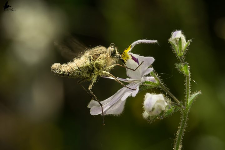 Moscas Florícolas: El proyecto de ciencia ciudadana que recopila datos sobre dípteros