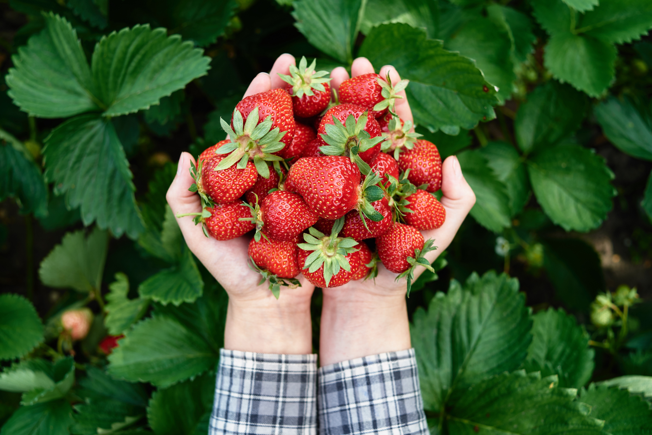 Científicos chilenos buscan alargar la vida útil de las frutillas con levaduras