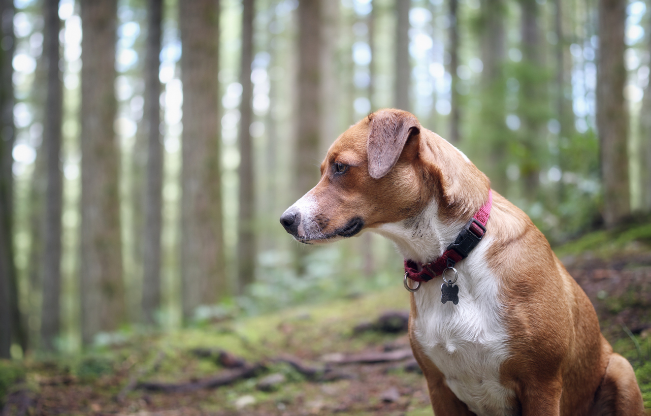 Estudio reveló que turistas facilitan el ingreso de los perros sueltos a las reservas nacionales