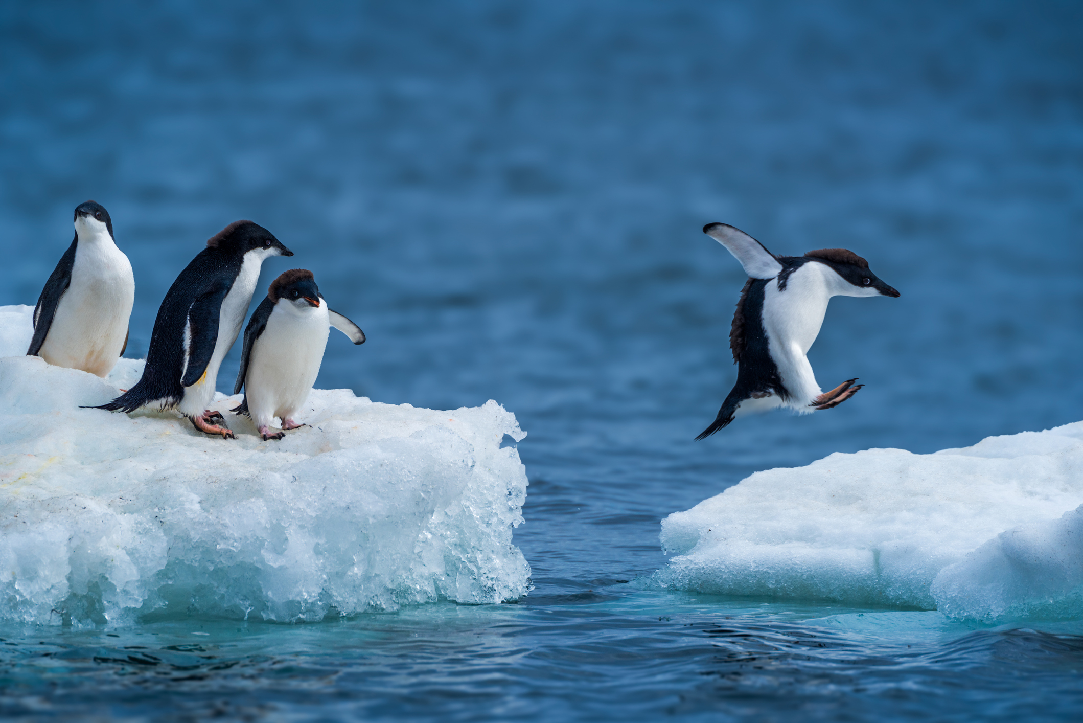 Pingüinos: La sorprendente especie que es amenazada por la actividad humana