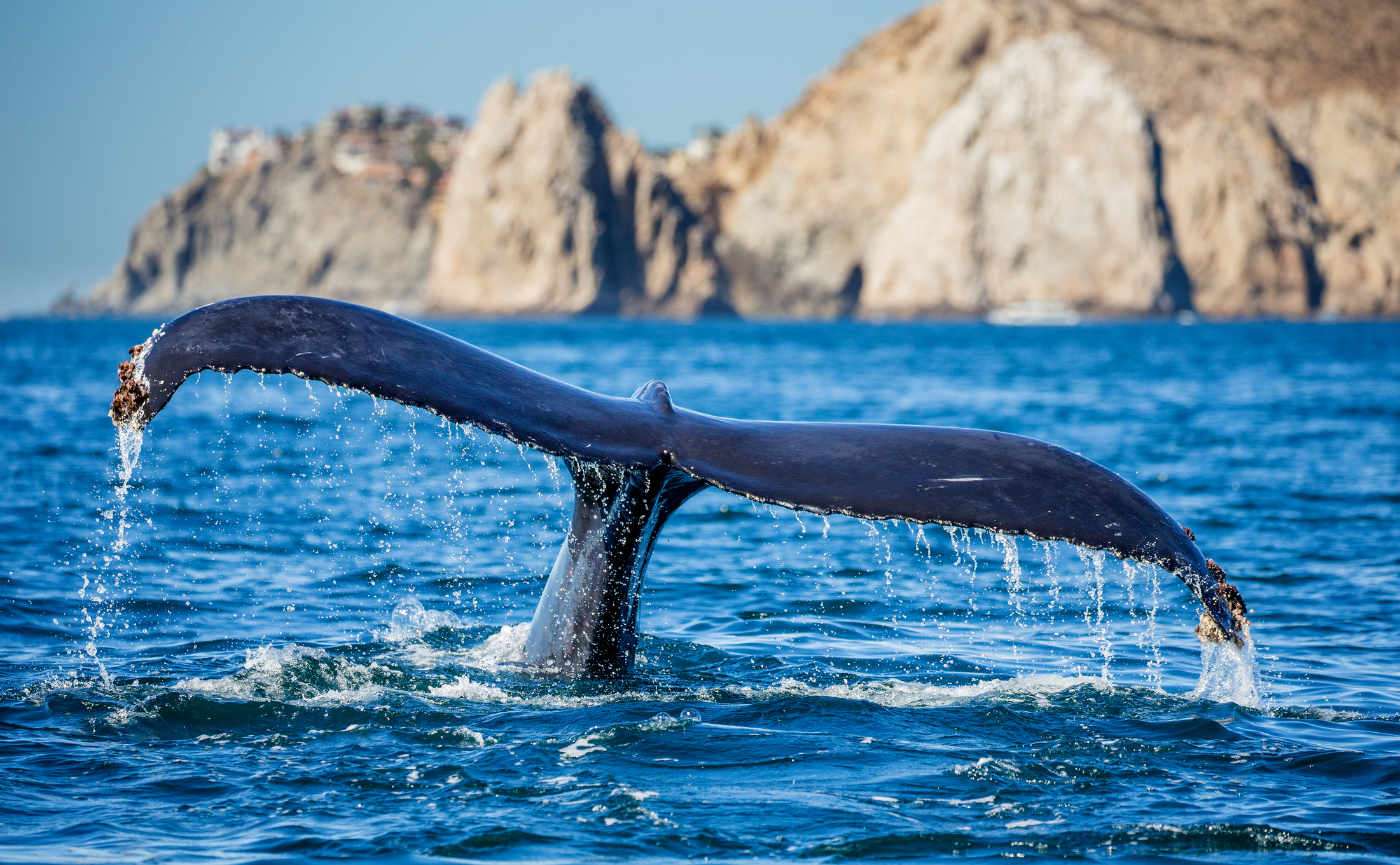 Ballenas en Antofagasta: Un espectáculo natural impulsado por el krill