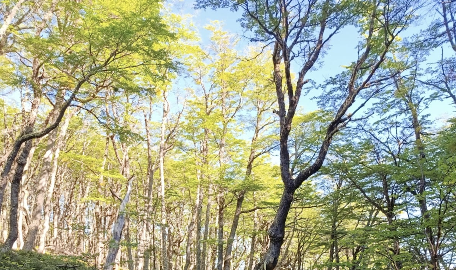 Escarabajos y hongos: La amenaza invisible que acecha a los bosques nativos de Chile