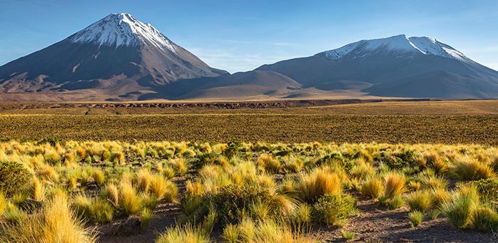 Plantas del diserto de Atacama con el 