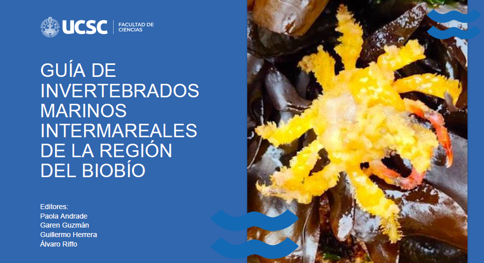 Estudiantes chilenos crearon una guía de invertebrados marinos de la región del Biobío