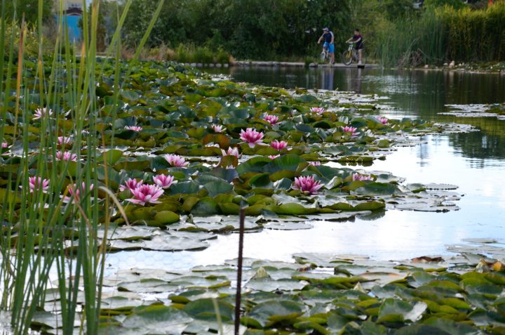 Jardín botánico de la Universidad de Talca se suma a la lista de panoramas para este verano