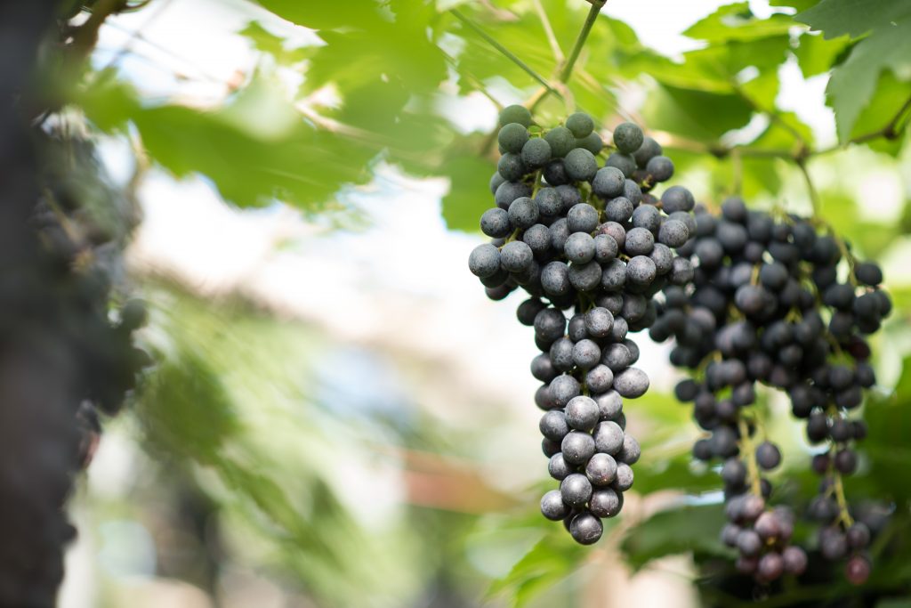 Investigadores implementan herramientas para evaluar efectos de incendios forestales en vinos