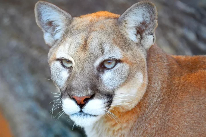 Vía: St. Louis Zoo.