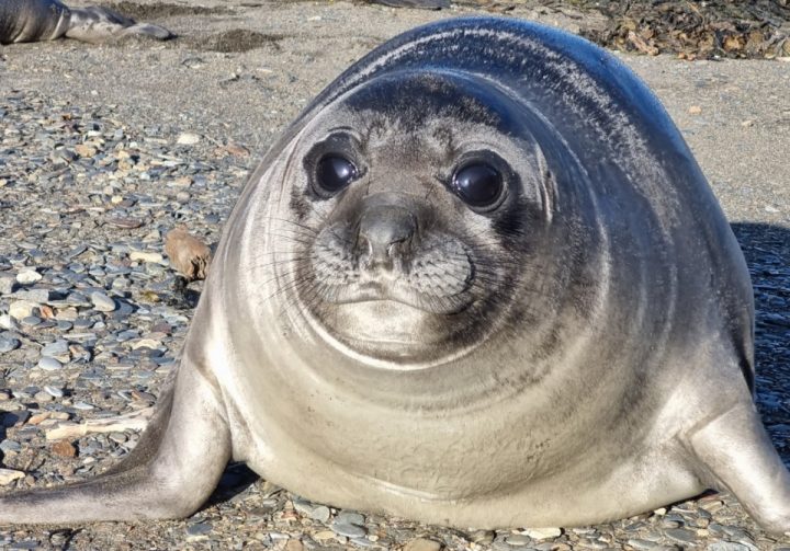 Exitosa recuperación de elefantes marinos en Tierra del Fuego tras la gripe aviar