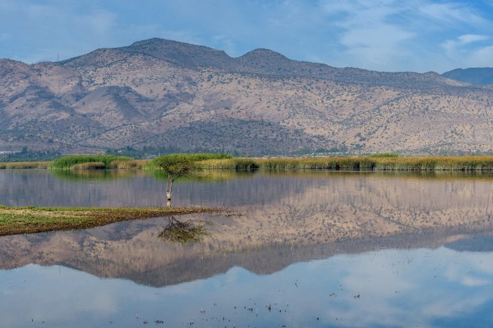 Santuario de la Laguna de Batuco: El observatorio y hogar de más de 100 aves chilenas