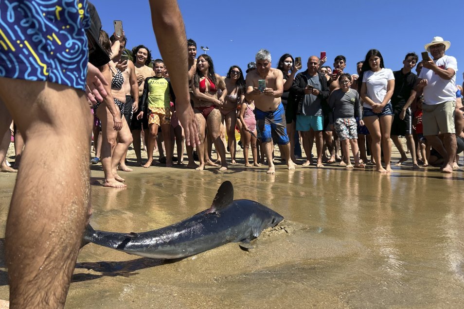 Tiburón en Viña del Mar: ¿Qué hacer ante el varamiento de fauna marina?