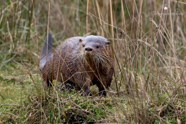 Especies endémicas en peligro: El caso del huillín y el chungungo en Chile