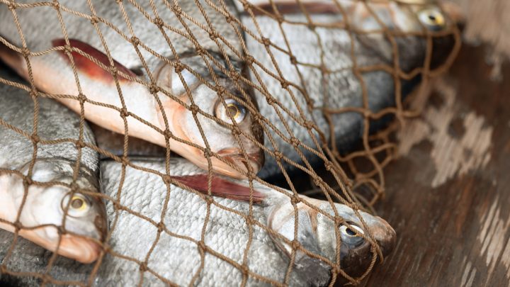 LOW: El proyecto que busca combatir la pesca ilegal en Latinoamérica