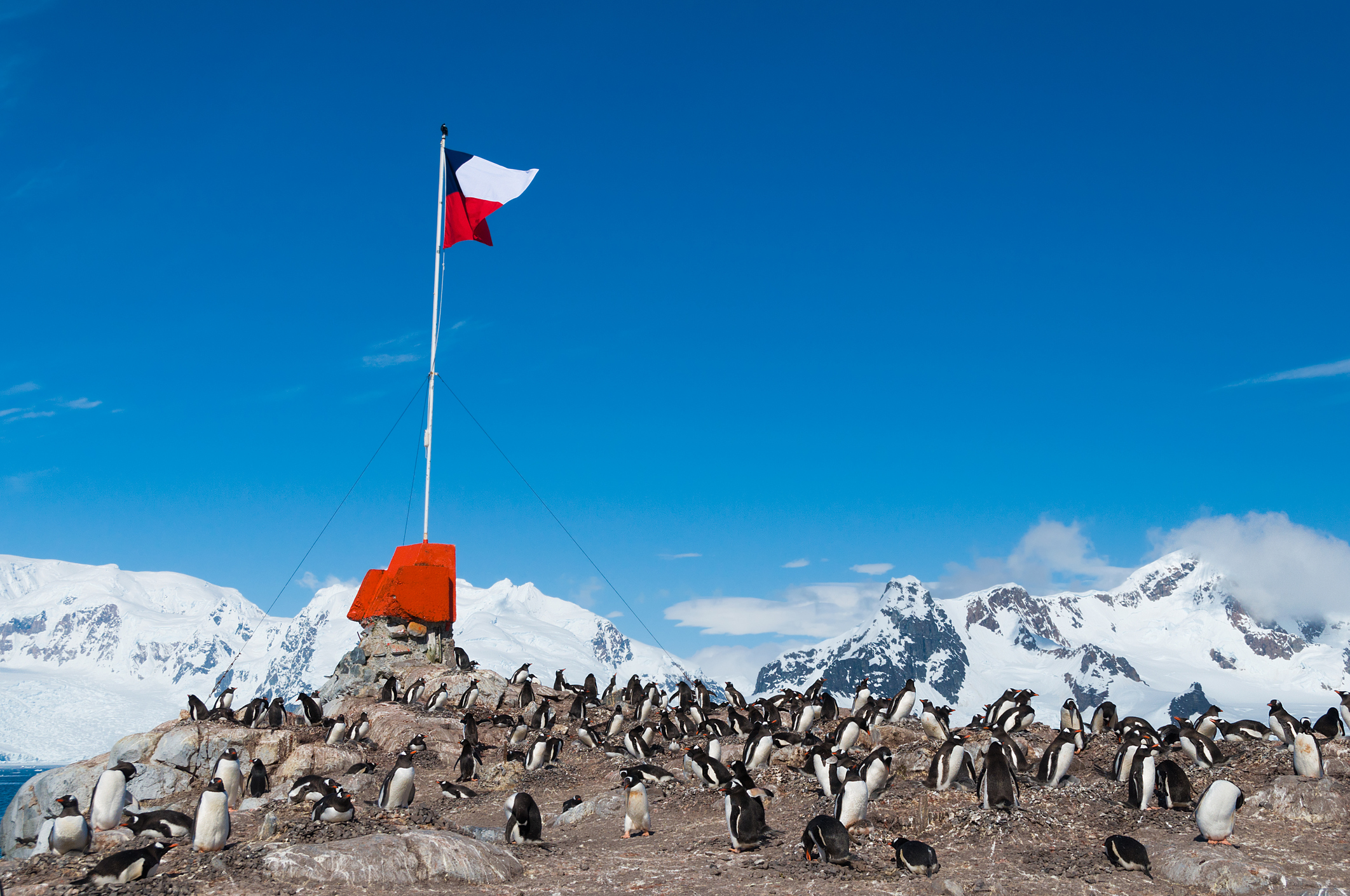 Estudio identifica vacío en el conocimiento de la biodiversidad antártica