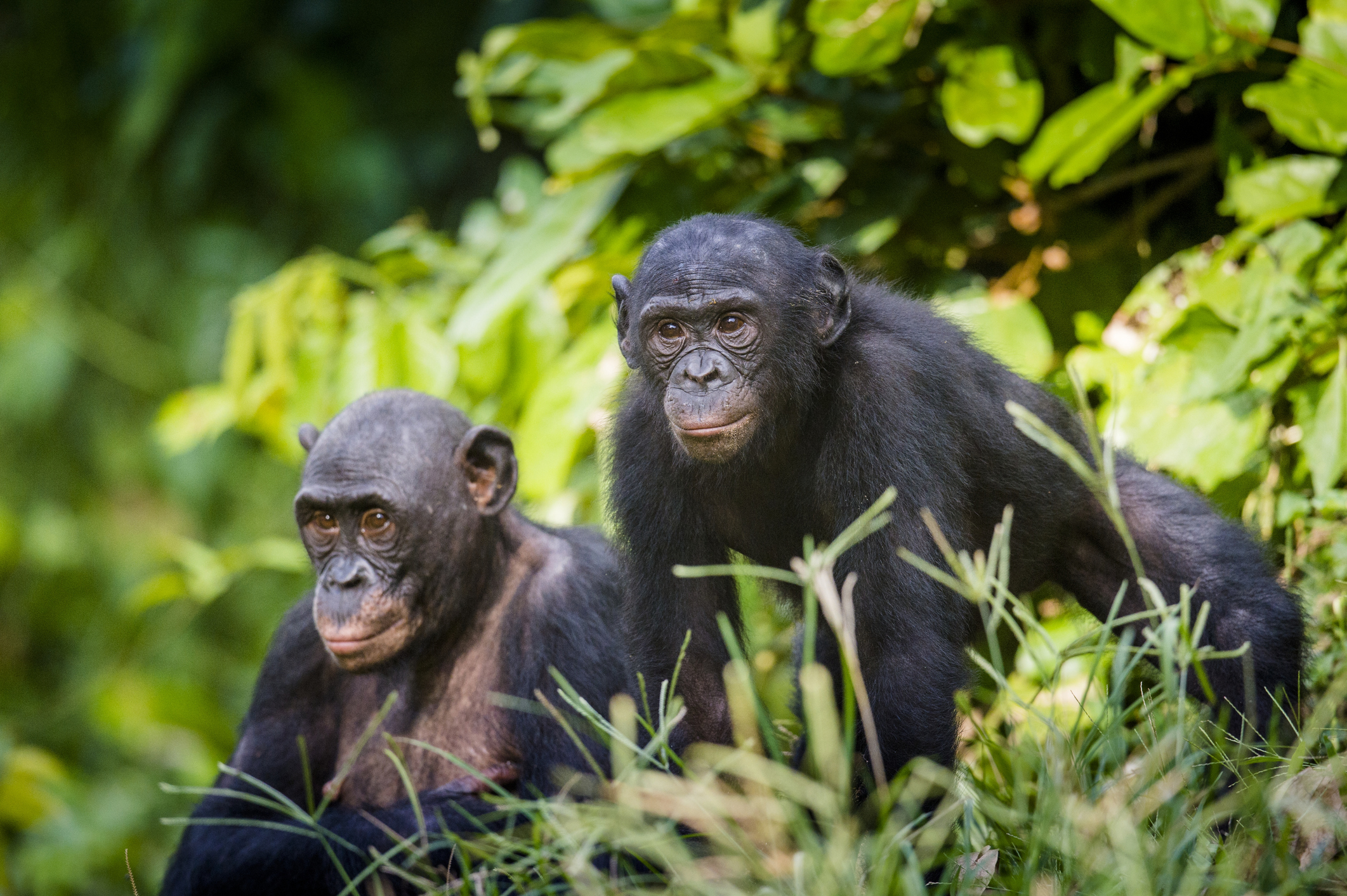 Estudio demostró que los bonobos son capaces de ayudar al humano cuando no sabe algo