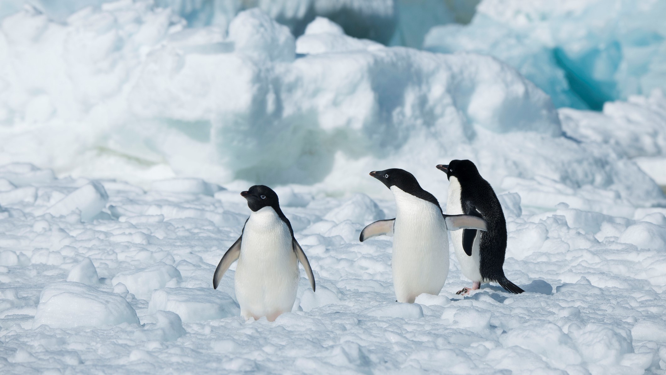 Científicos detectaron alta prevalencia de influenza aviar altamente patogénica en la Antártica