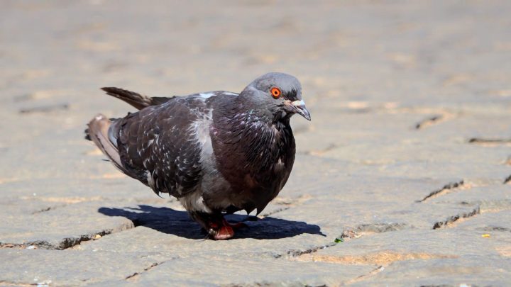 Estudio reveló que la fisionomía de las palomas refleja los cambios de la ciudad