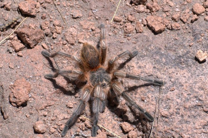 Nueva especie de tarántula es encontrada en Chile: 