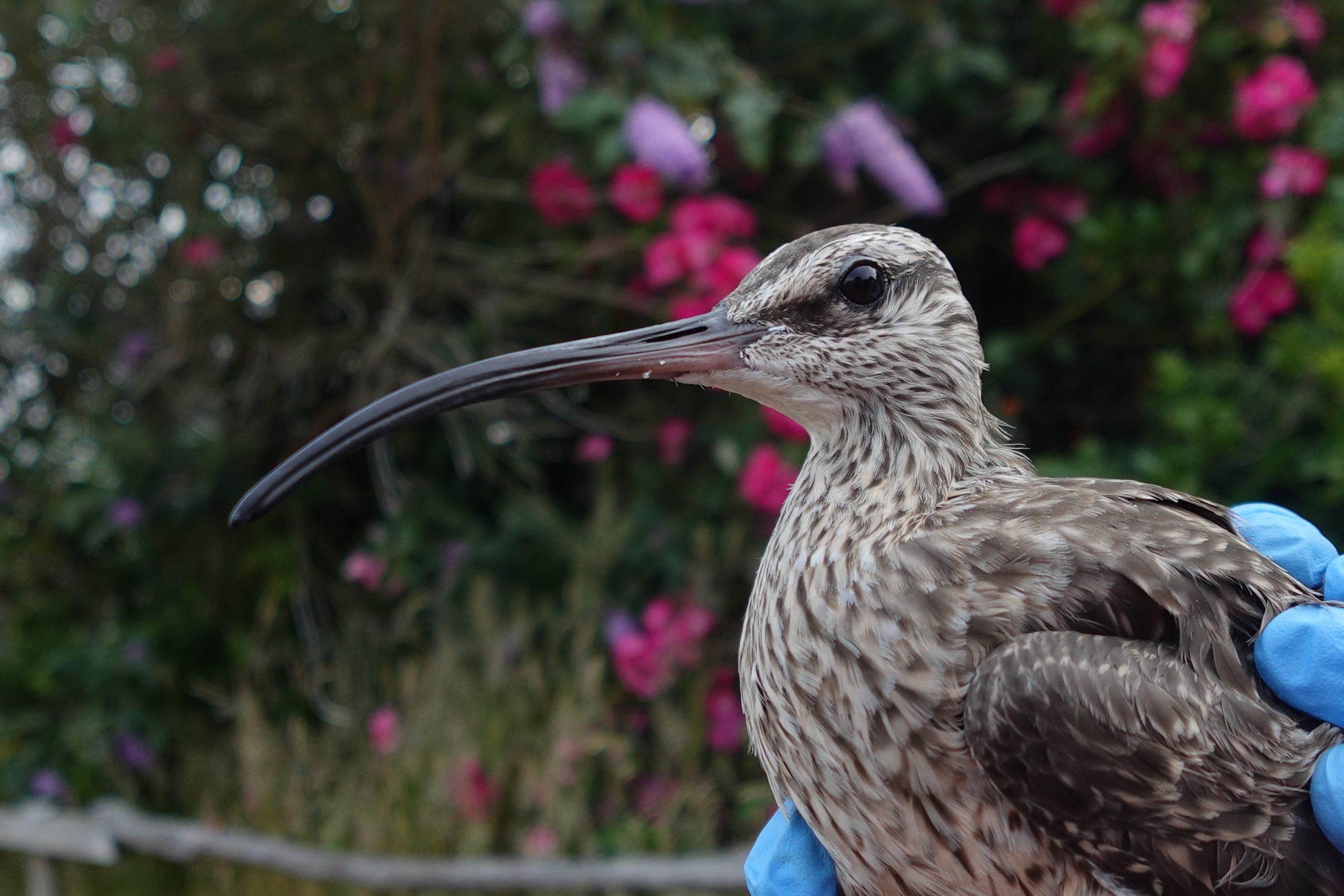 Zarapitos: Aves capaces de adaptar su metabolismo para realizar viajes interhemisféricos