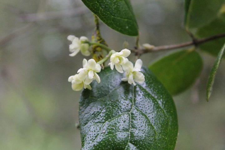 Insecto endémico estaría afectando las propiedades medicinales del boldo