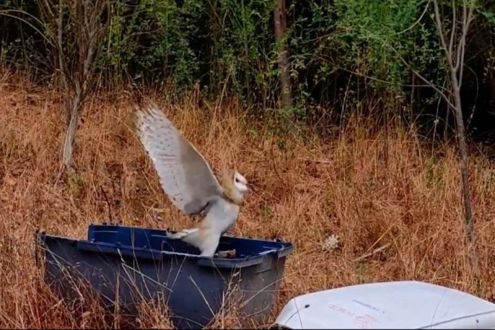 SAG libera animales rehabilitados por el Centro de Rehabilitación de Fauna Silvestre UdeC