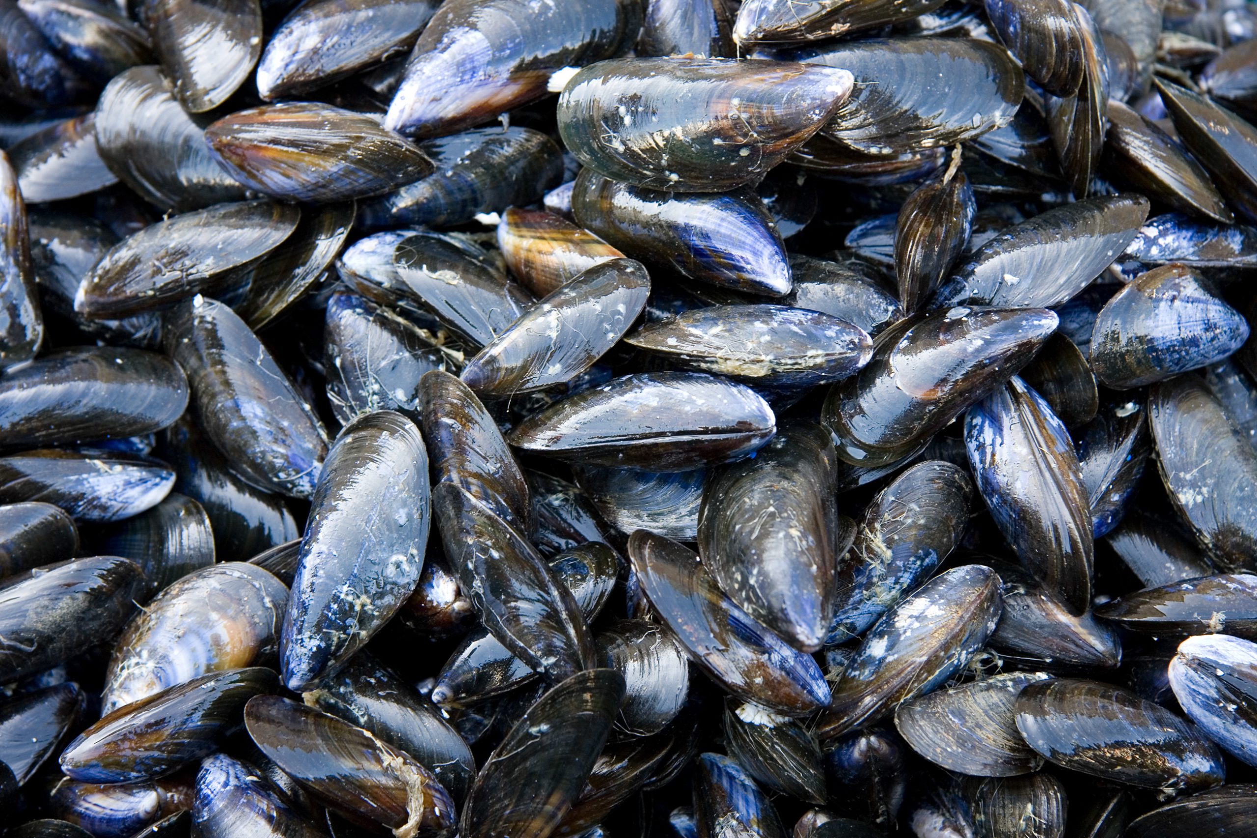 Estudio chileno concluyó que el cambio climático modificará el hábitat de los mejillones