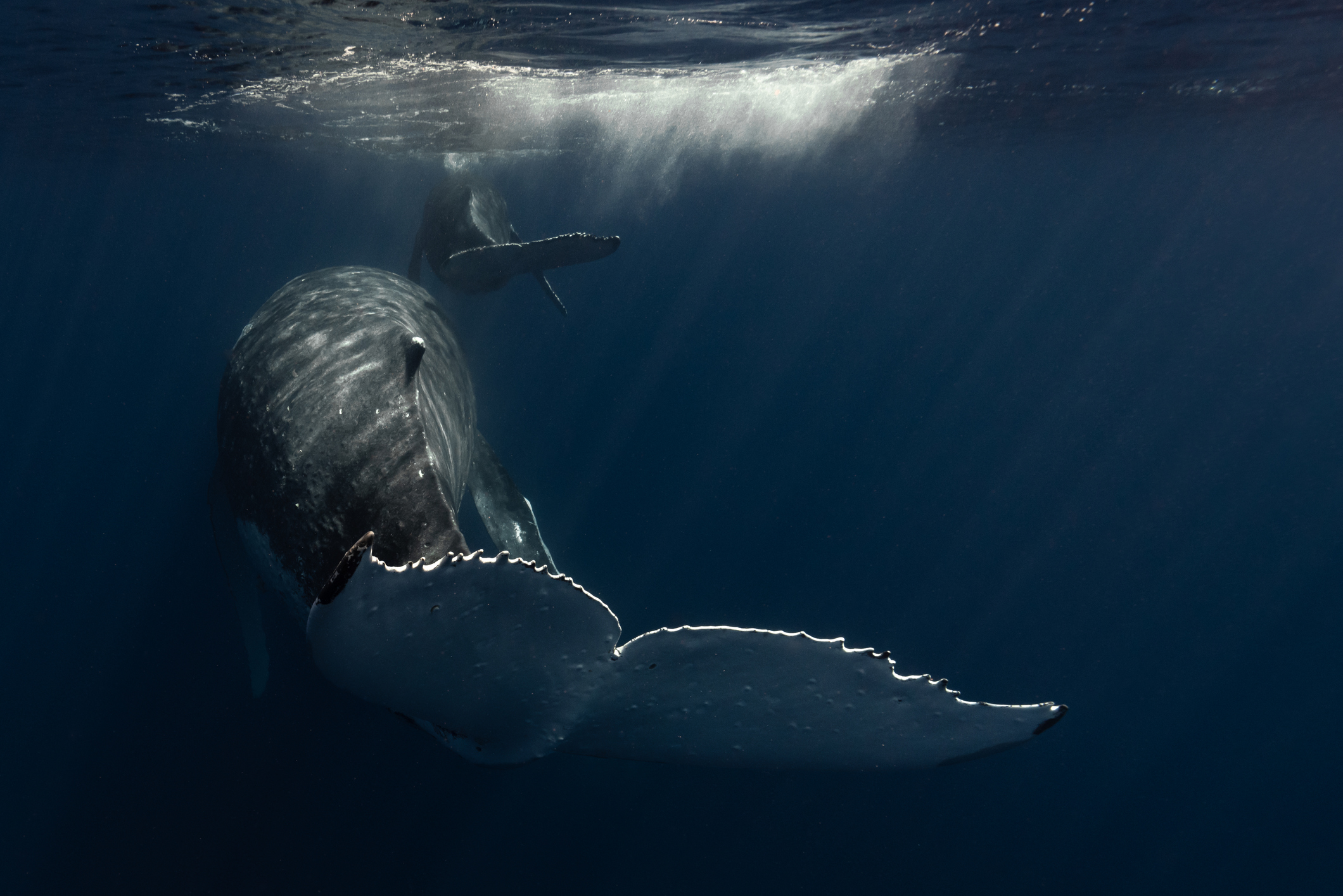 La orina de ballenas: un fertilizante natural que revitaliza los océanos