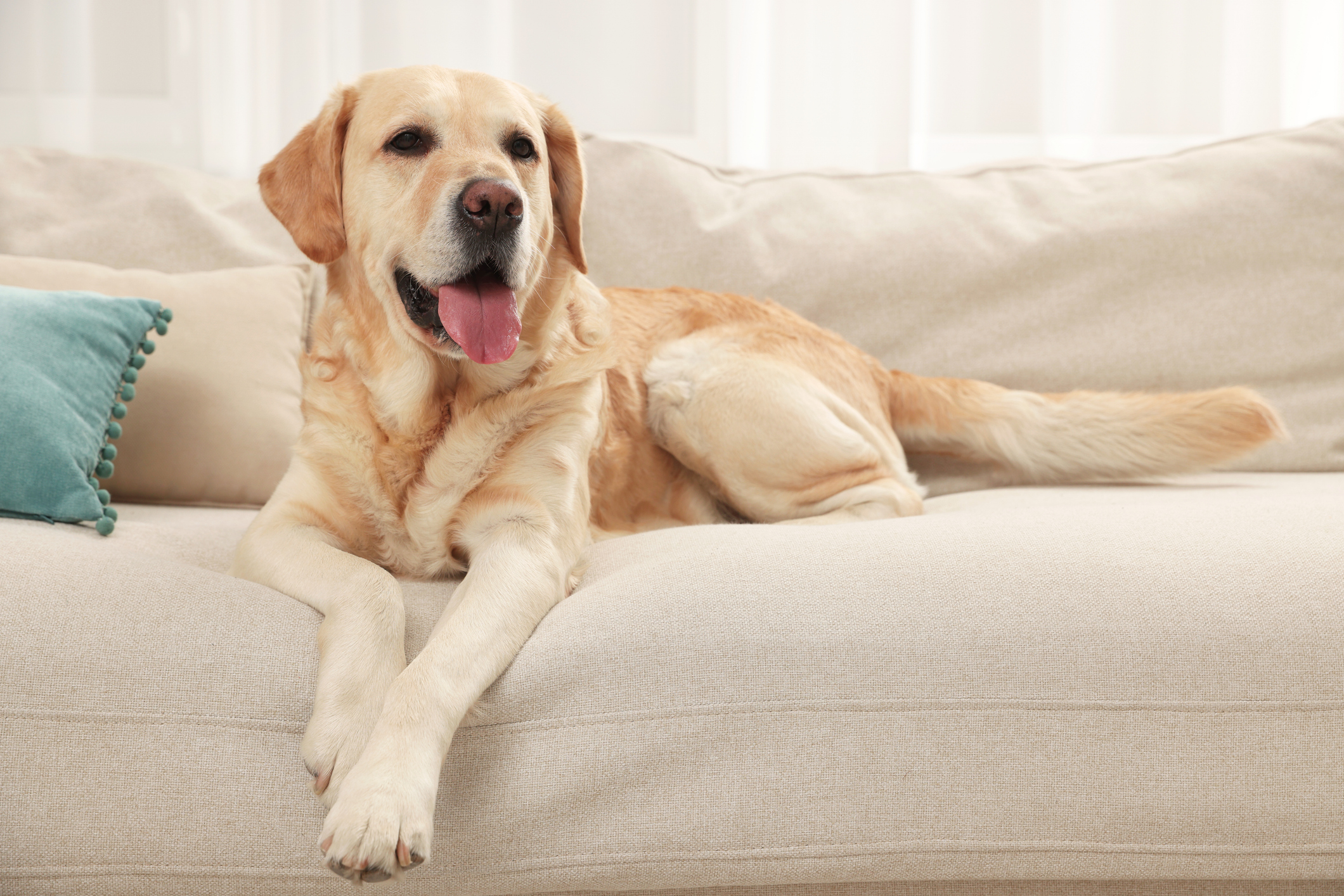 Humanos y perros labradores comparten gen que los hace más propensos a la obesidad