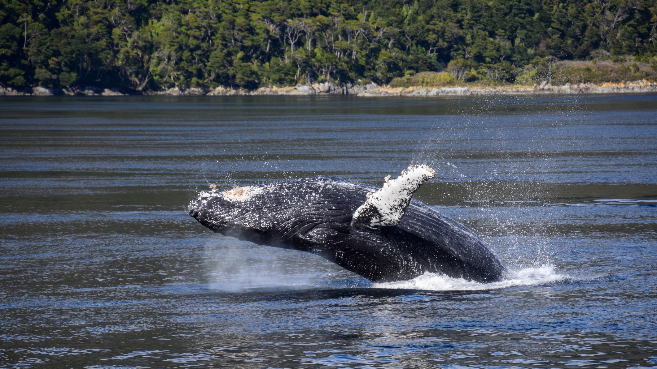 Descubren vocalizaciones únicas de ballenas jorobadas en el Estrecho de Magallanes