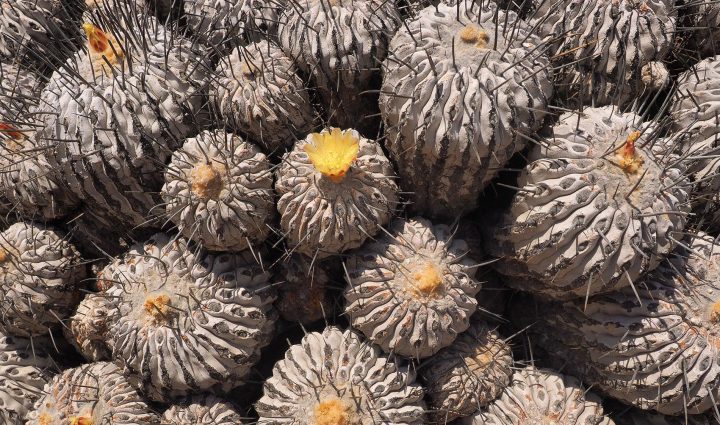 Ciudadanía eligió al cactus Copiapoa para ser secuenciado genómicamente